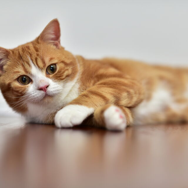 子猫との出会いをサポートいたします