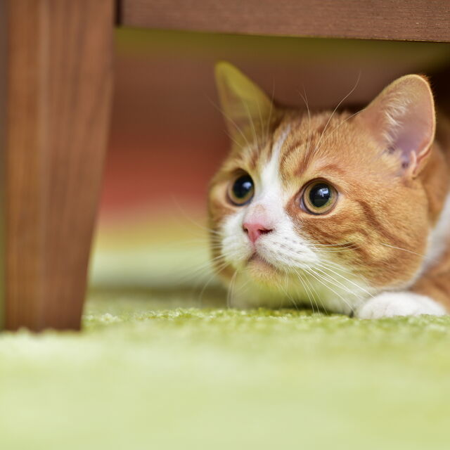 飼育後のフォローも手厚くいたします